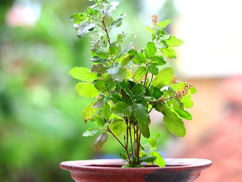 Tulsi Worship
